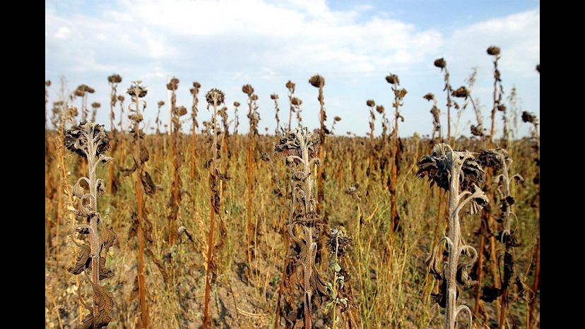 Coldiretti: Raccolti dimezzati per il caldo e la siccità