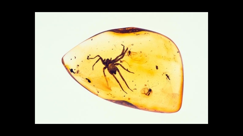 Scoperti più antichi organismi mai intrappolati in ambra: 230 mln anni
