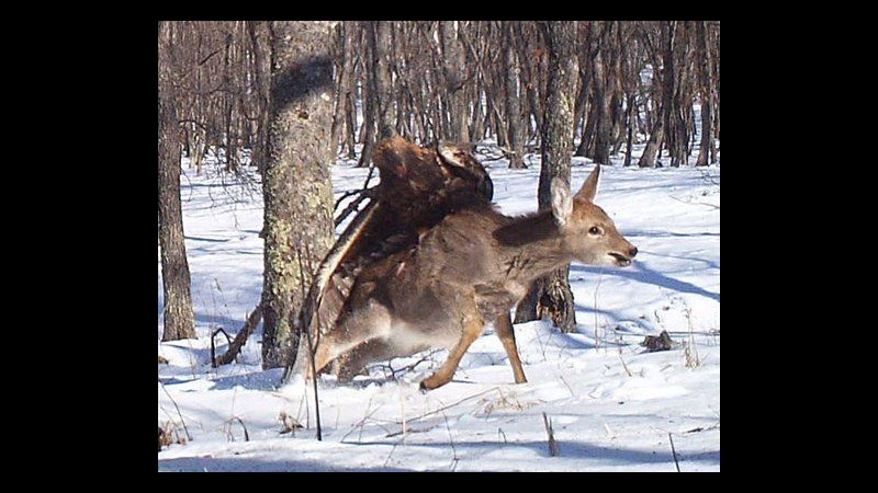 Aquila reale attacca un cervo: foto rare dalla Siberia