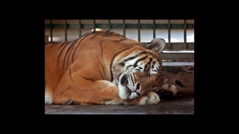 Germania, guardiano zoo di Muenster aggredito e ucciso da tigre