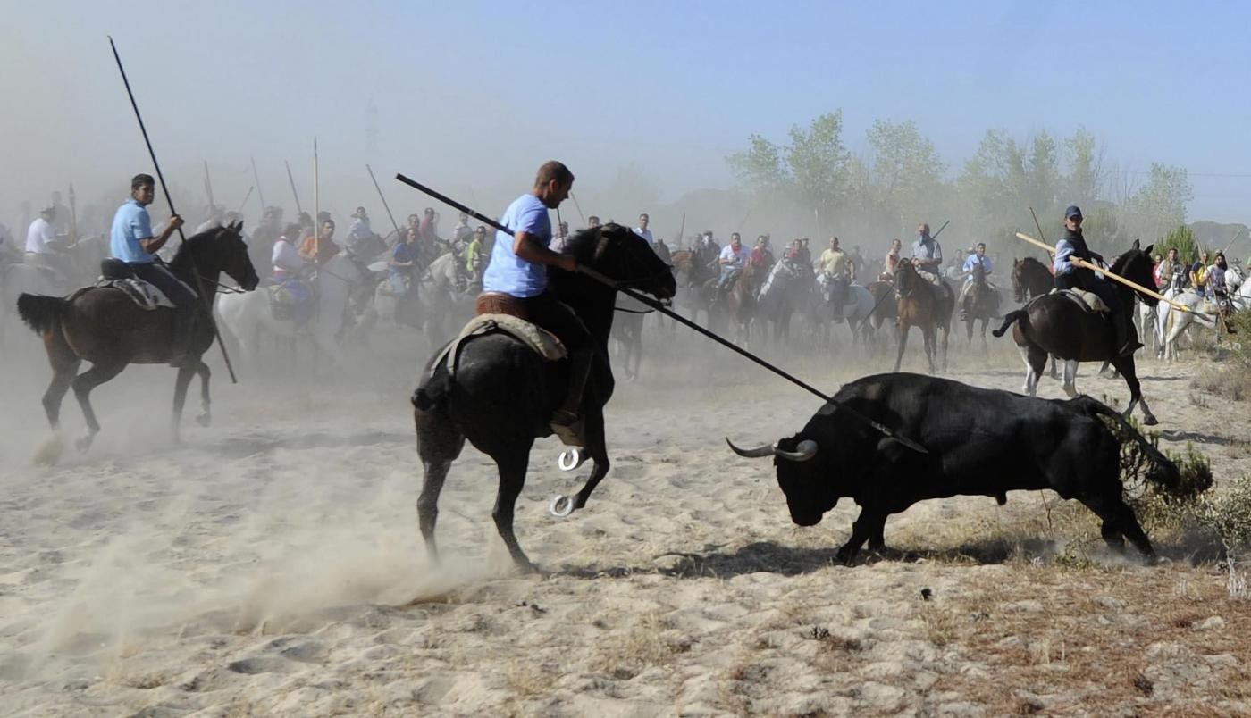 Spagna, festival a Tordesillas: 2 persone incornate, ucciso il toro
