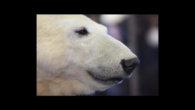 Lo Yeti discende dall’orso polare, lo rivela uno scienziato di Oxford