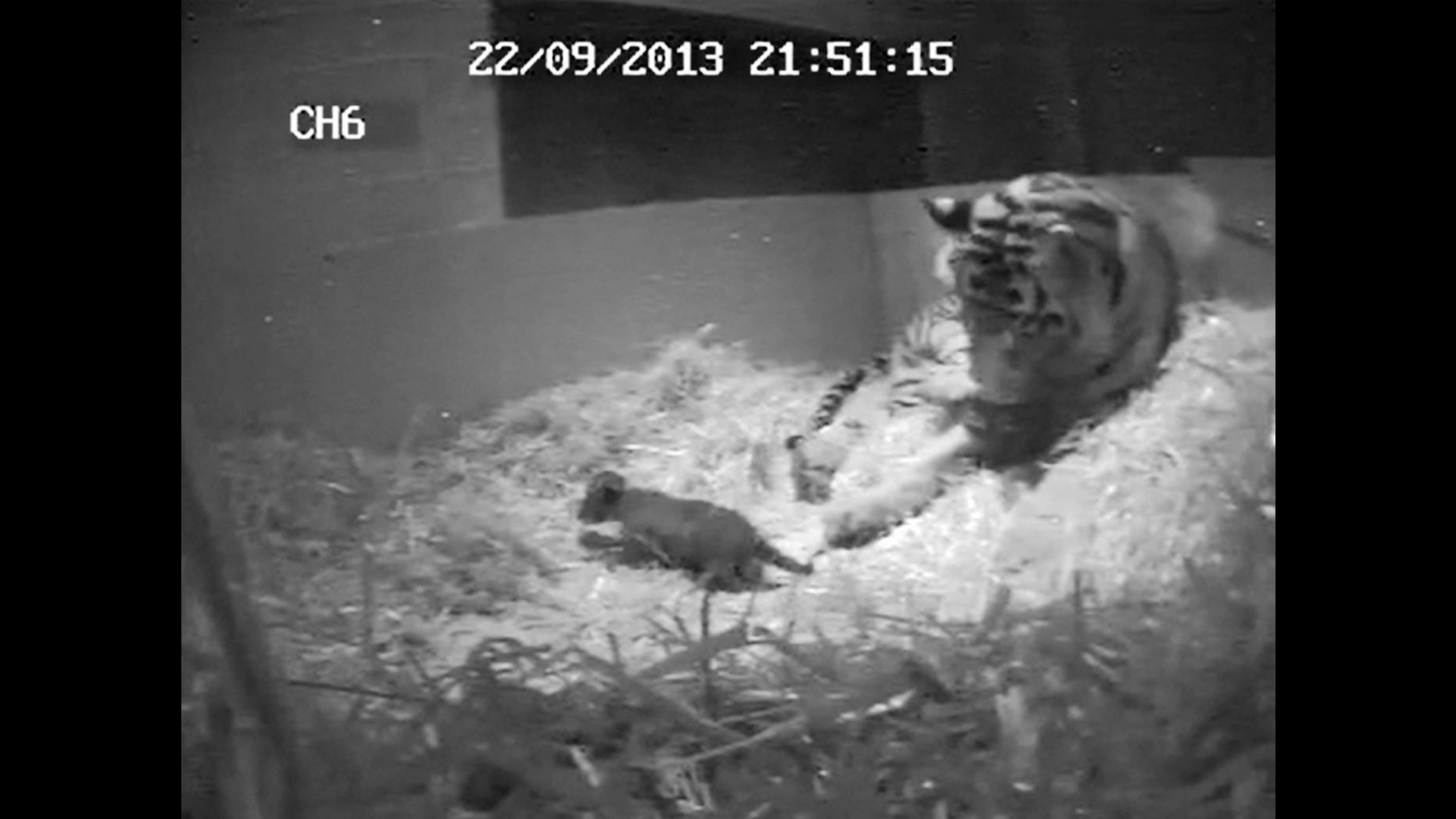 Regno Unito, morto annegato cucciolo tigre Sumatra nato in zoo Londra