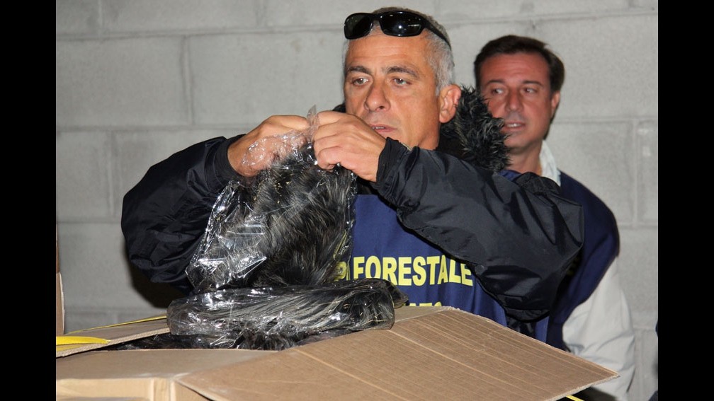 Fiumicino, sequestrati 100 abiti con inserti in procione