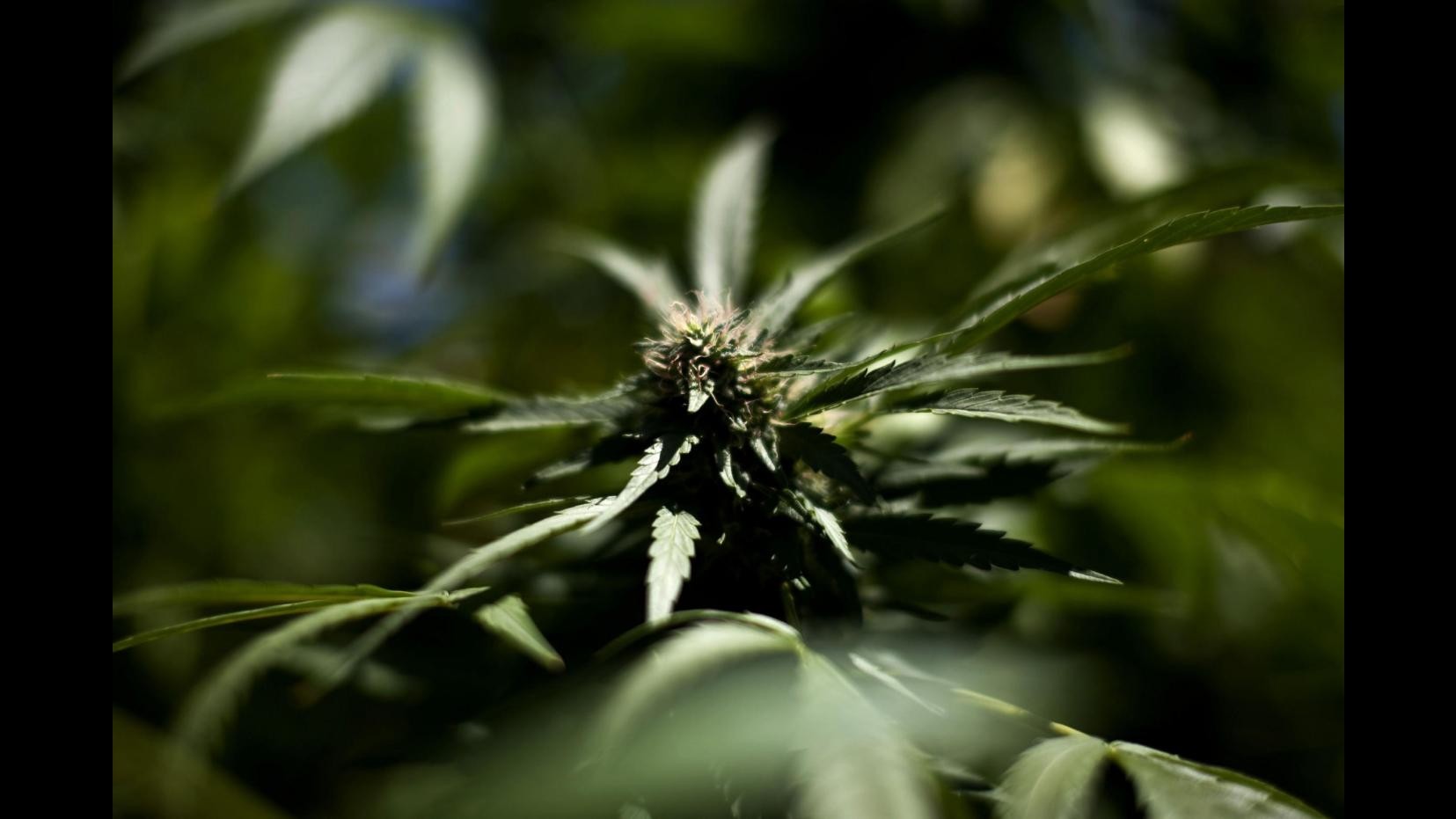 Ravenna, scoperta piantagione marijuana grazie a droni telecomandati
