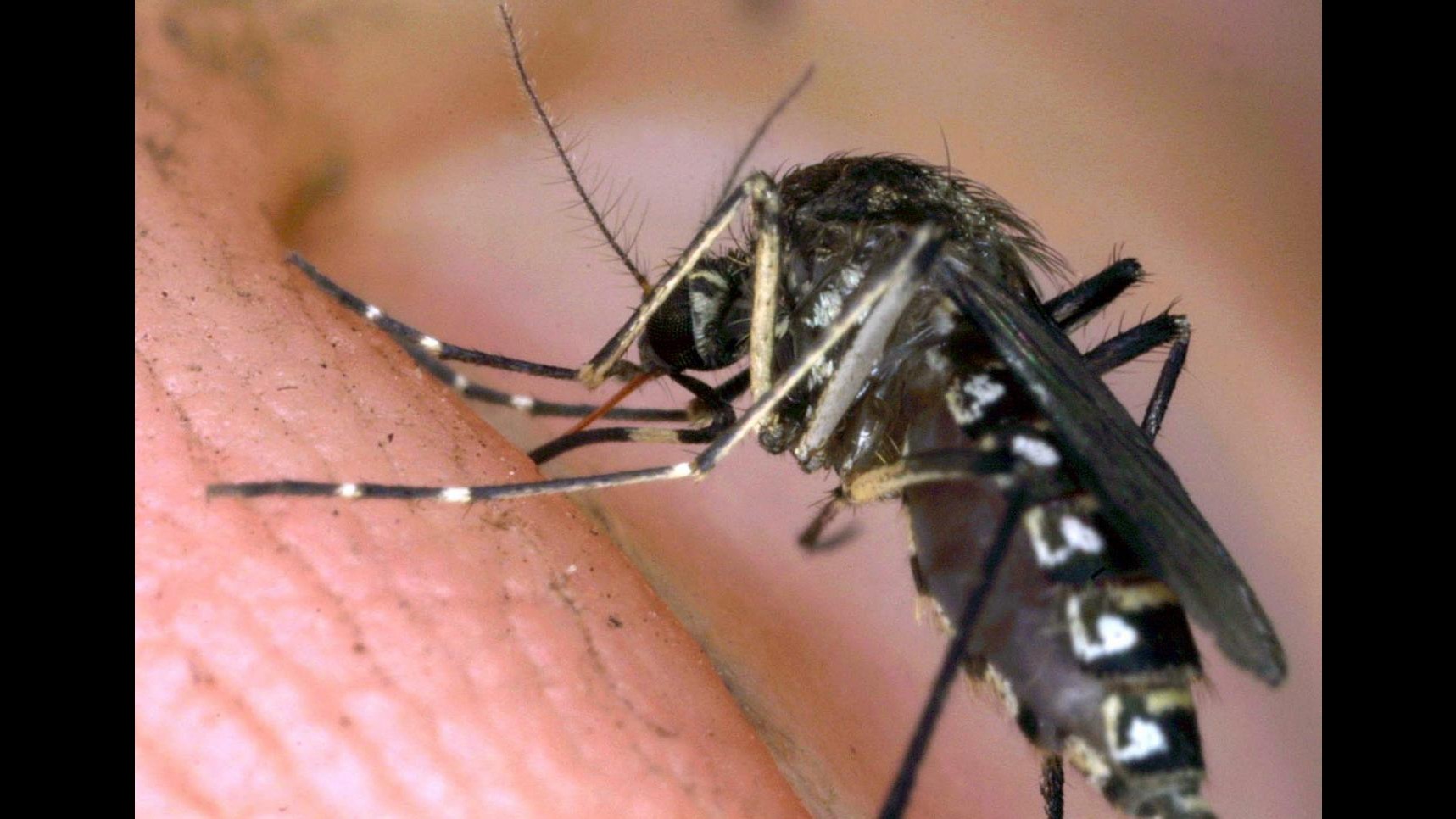 Torino, rischi sanitari da zanzare e cambi climatici: convegno il 5/10