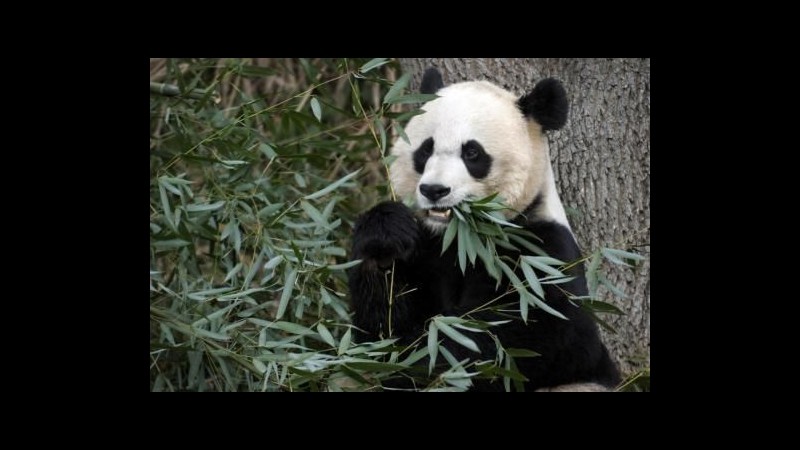 Morto il cucciolo di panda gigante nato in zoo di Washington