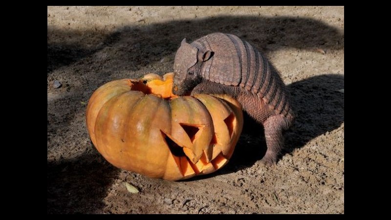Roma, al Bioparco si festeggia Halloween: zucche agli animali
