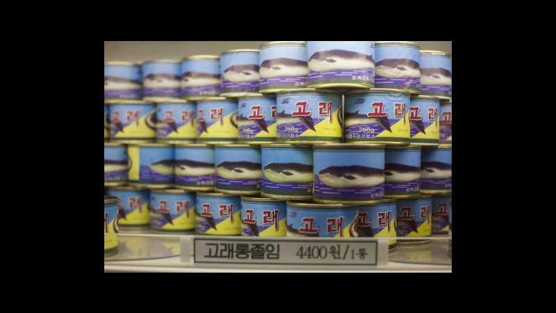 Giappone, ong: Pesca piccoli cetacei e delfini minaccia specie a rischio