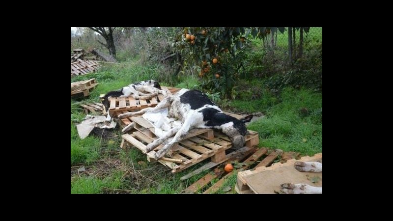 Brescia, blitz forestale in cascina: carcasse animali e bovini denutriti
