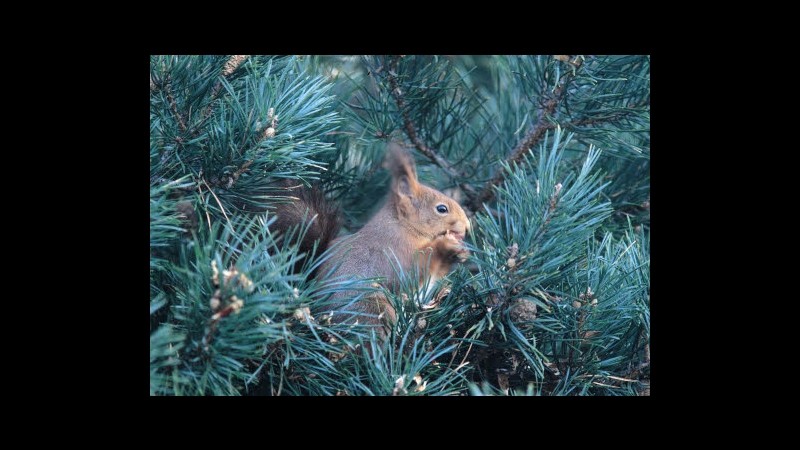 Animali, Lav: Stop allo sterminio degli scoiattoli grigi