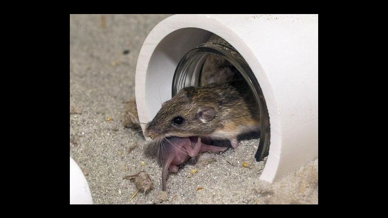 Allerta topi a Milano: cinque milioni di ratti nel sottosuolo