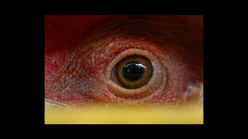 Aviaria, trovato virus ceppo H6N1 in ragazza di Taiwan