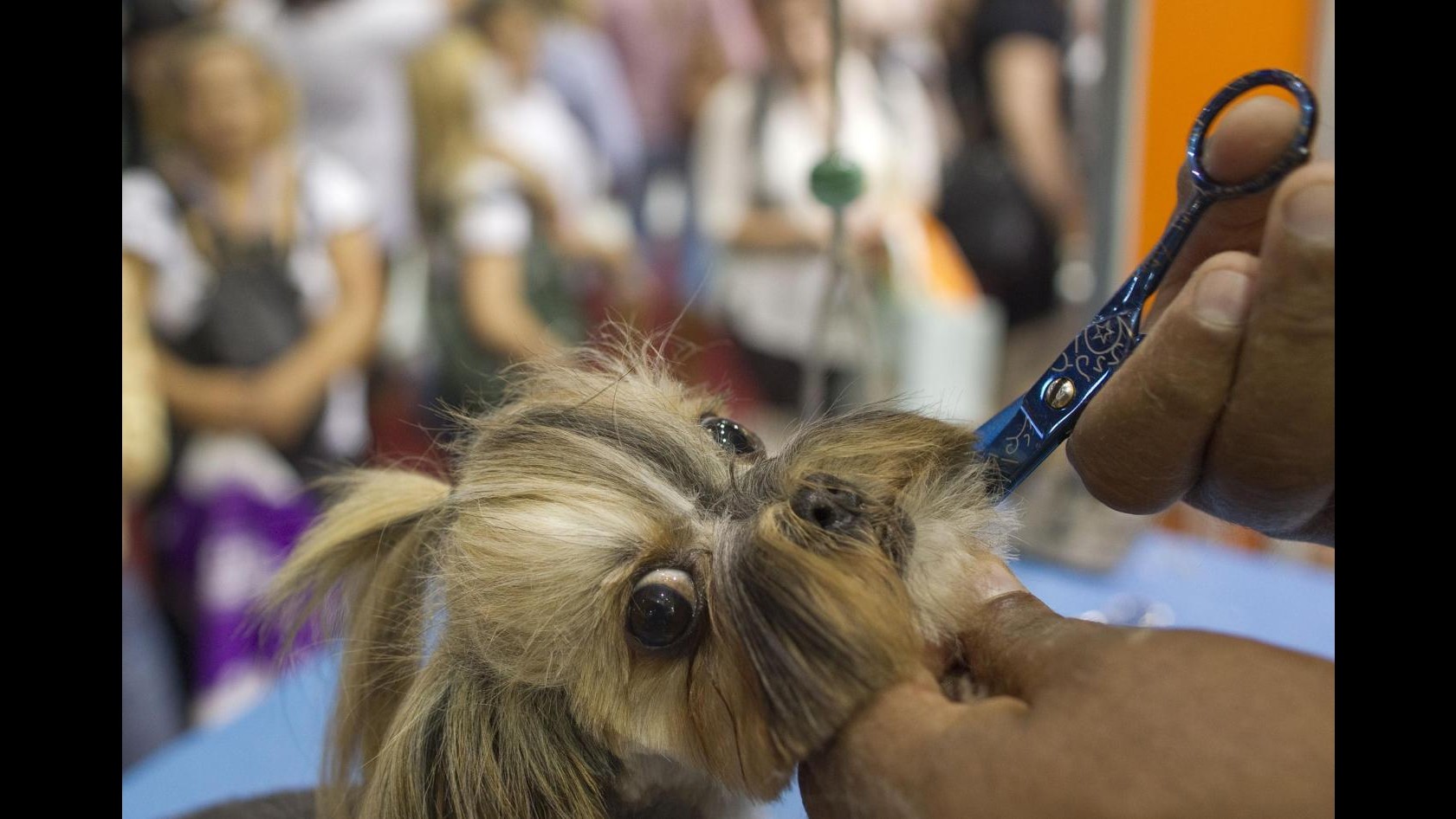 New York, Meet the breeds: in gara 200 i cani e gatti più ‘preziosi’