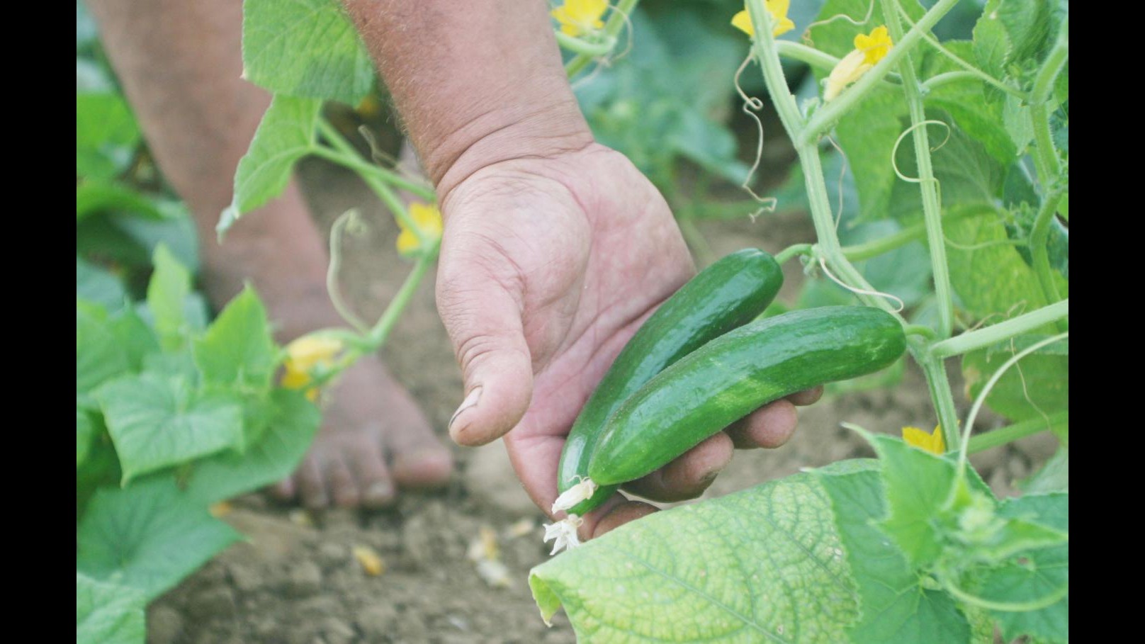 Crisi, Coldiretti: boom agricoltura (+10,1%), salva da disoccupazione