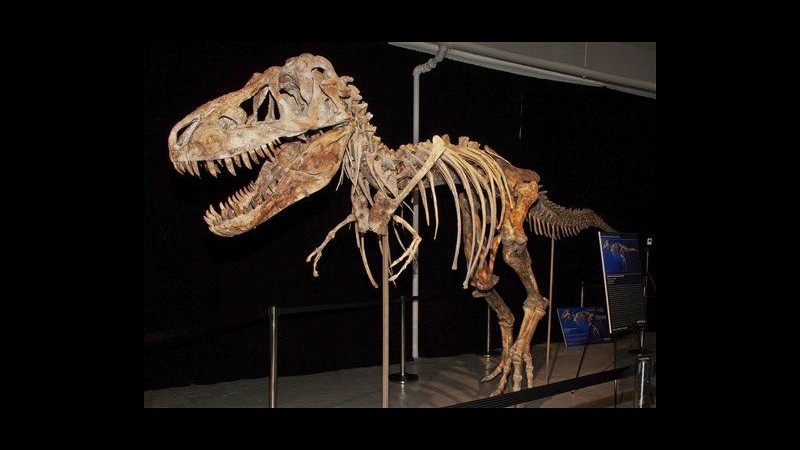 Usa, arrestato trafficante di fossili di dinosauro: rischia 35 anni