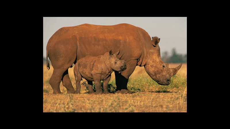 Sudafrica, da inizio anno uccisi illegalmente 455 rinoceronti