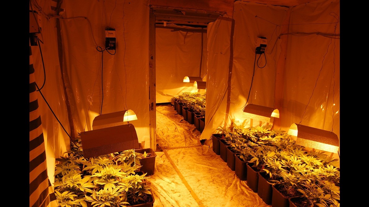 Palermo, 600 piante di marijuana coltivate a fianco della Basilica
