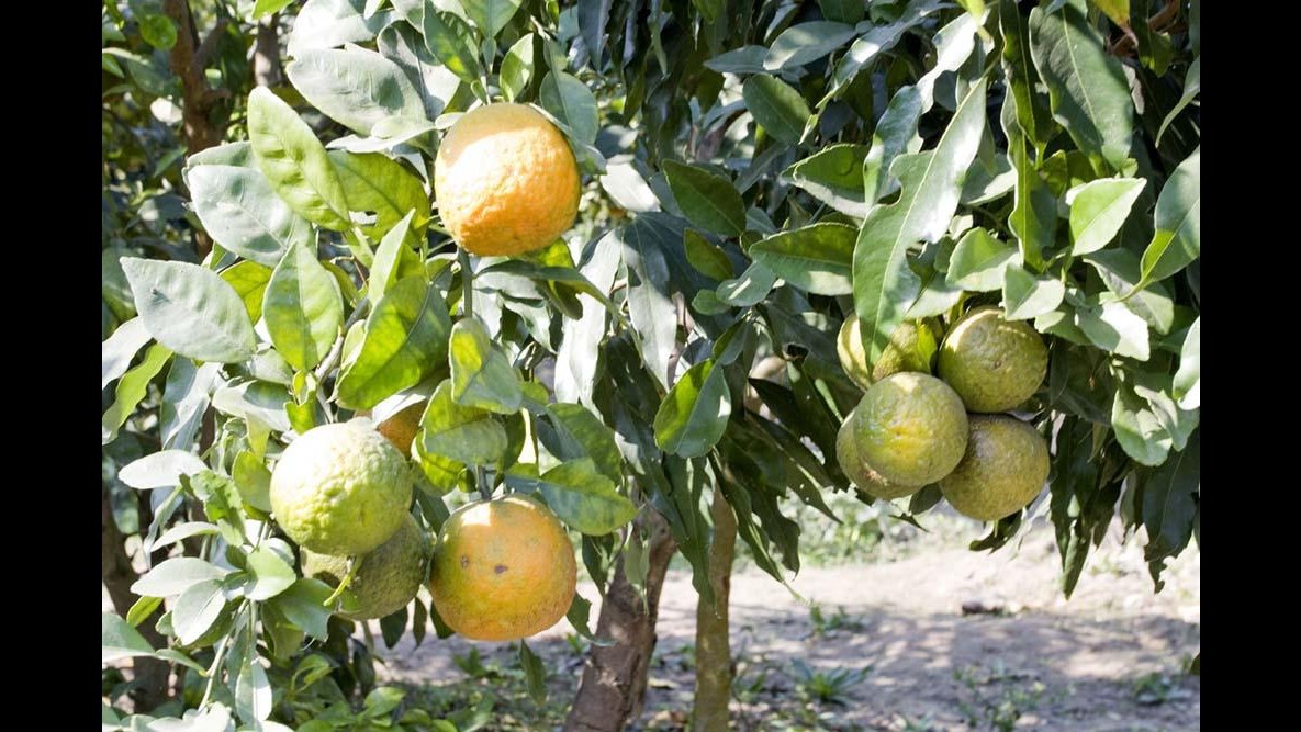 Vibo Valentia, falsi agricoltori truffano l’Inps: 195 denunciati