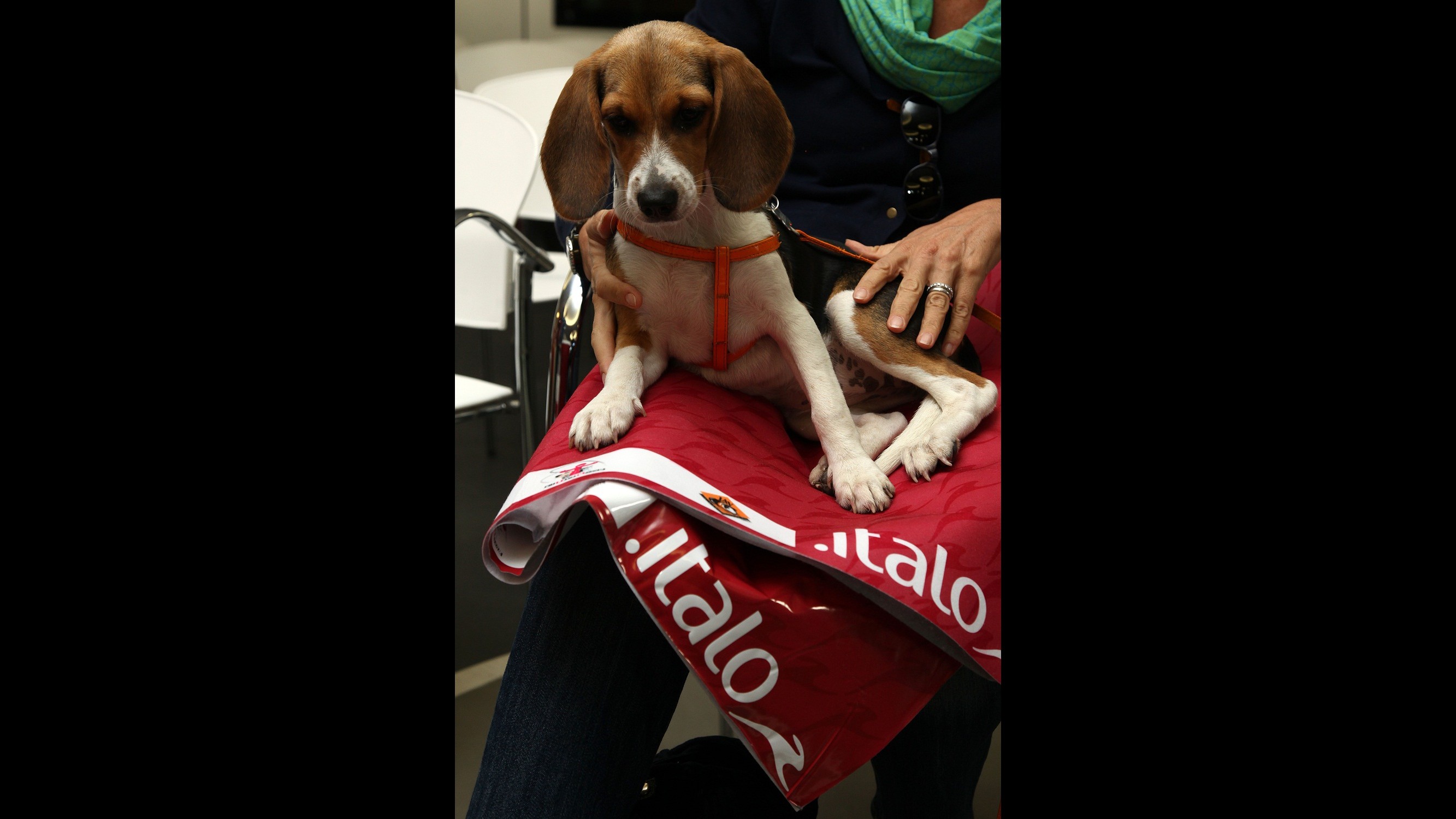 Italo lancia nuovo servizio: cani ammessi su treni alta velocità