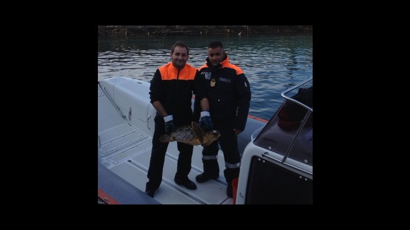 Trieste, tartaruga salvata dalla guardia costiera durante Barcolana