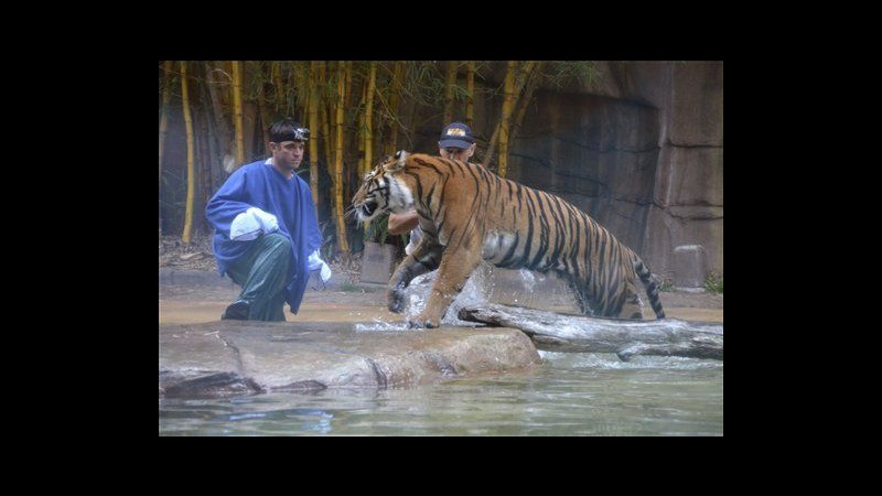 Australia, tigre aggredisce domatore allo zoo: ora in condizioni stabili