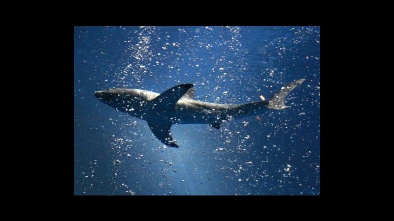Australia, surfer ucciso da squalo al largo della costa ovest