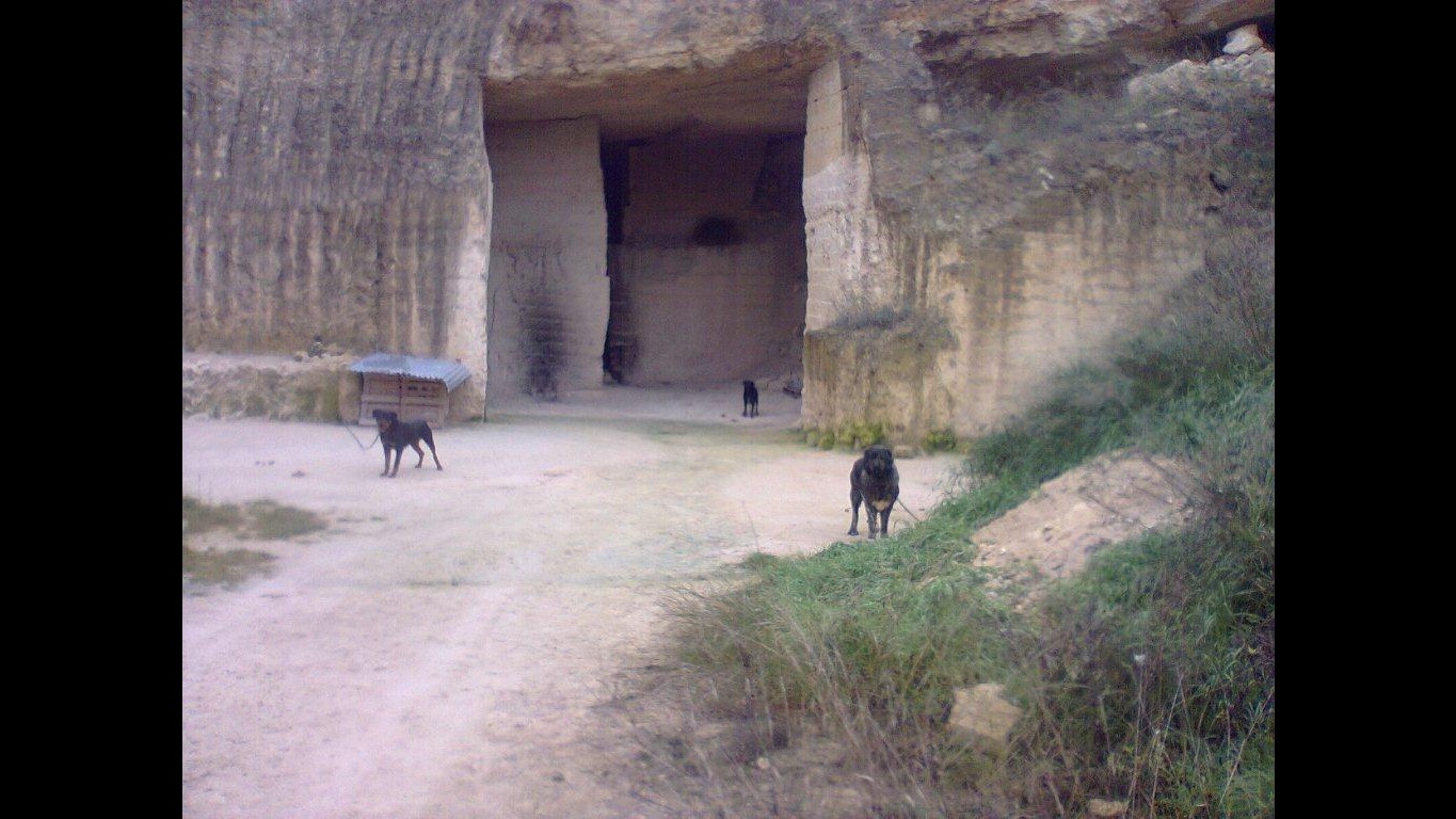 Barletta, deteneva cinque cani in cava di gesso: denunciato
