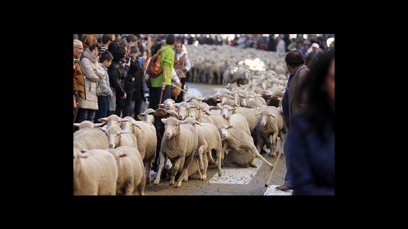 Spagna, a Madrid 2.000 pecore a passeggio contro agricoltura moderna