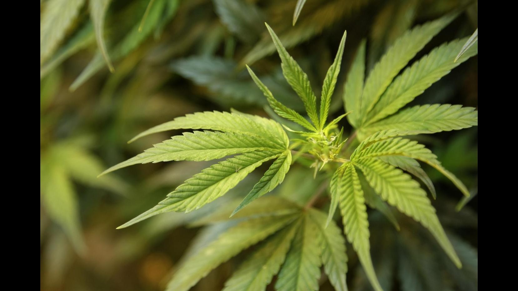 Reggio Emilia, carabinieri sequestrano piantagione di marijuana