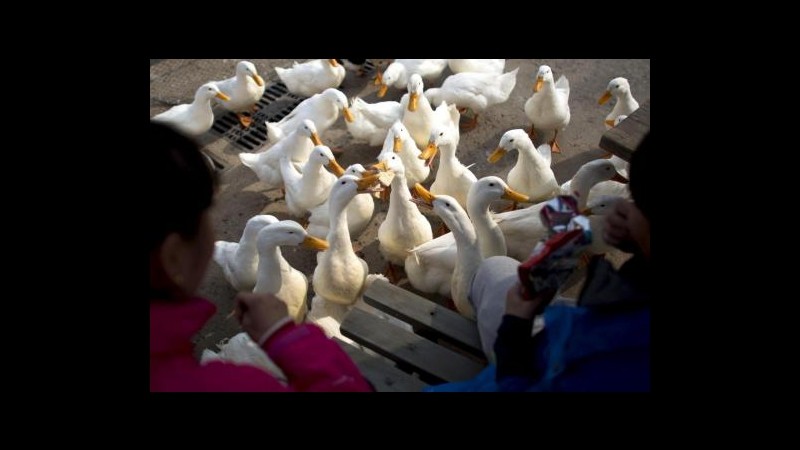 Aviaria, un morto in Canada per H5N1: è 1° caso in Nord America