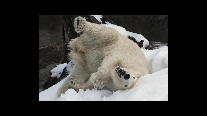 Chicago, troppo freddo anche per orsi polari: zoo li tiene al chiuso