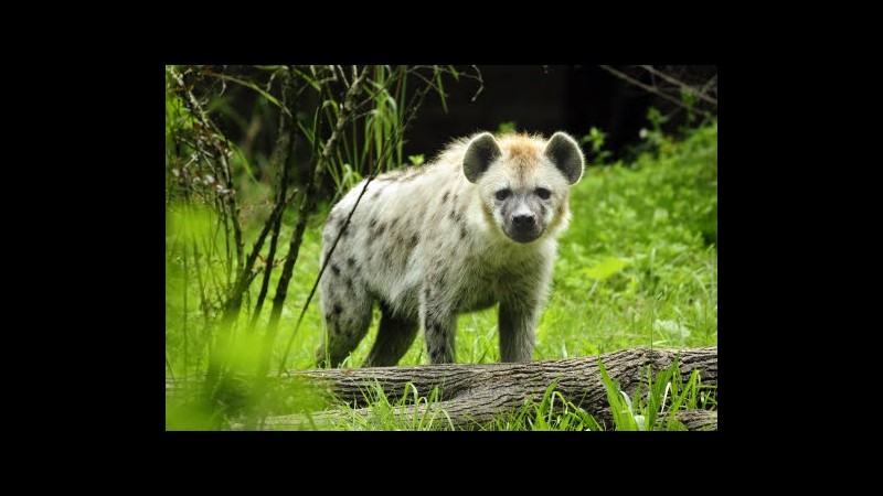 Bambino cade in gabbia allo zoo di Pittsburgh: sbranato da licaoni