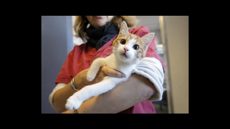 Francia, lanciò gattino e pubblicò video: sconterà un anno di carcere