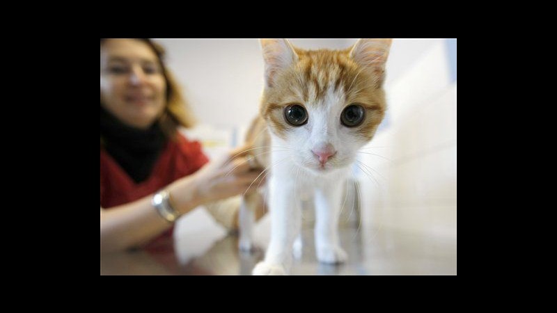 Francia, lancia gattino e pubblica video: rischia 2 anni carcere
