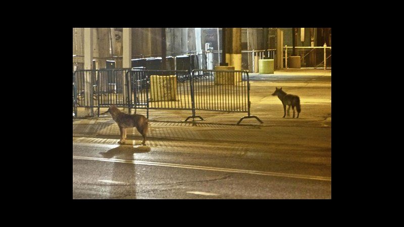 Usa, a Chicago fotografati 2 coyote di fronte a stadio baseball