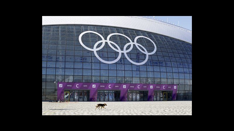 A Sochi strage di cani randagi: danno a immagine, ordinate più uccisioni