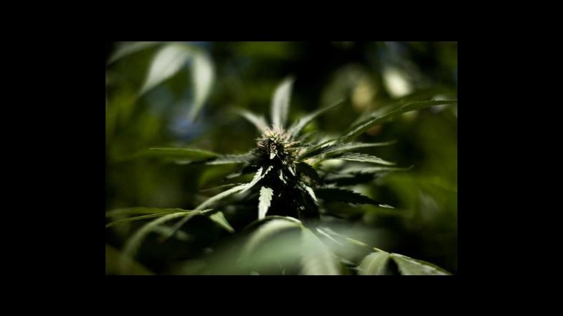 Napoli, 16 arresti e sequestro di una piantagione di cannabis