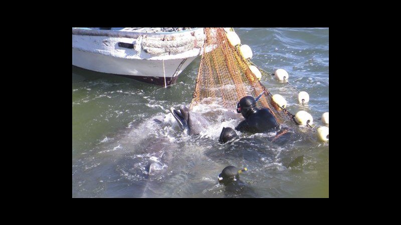 Giappone, Sea Shepherd: Conclusa mattanza delfini, mai così tanti