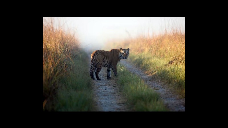 India, tigre attacca uomo e lo uccide: è sua decima vittima in un mese