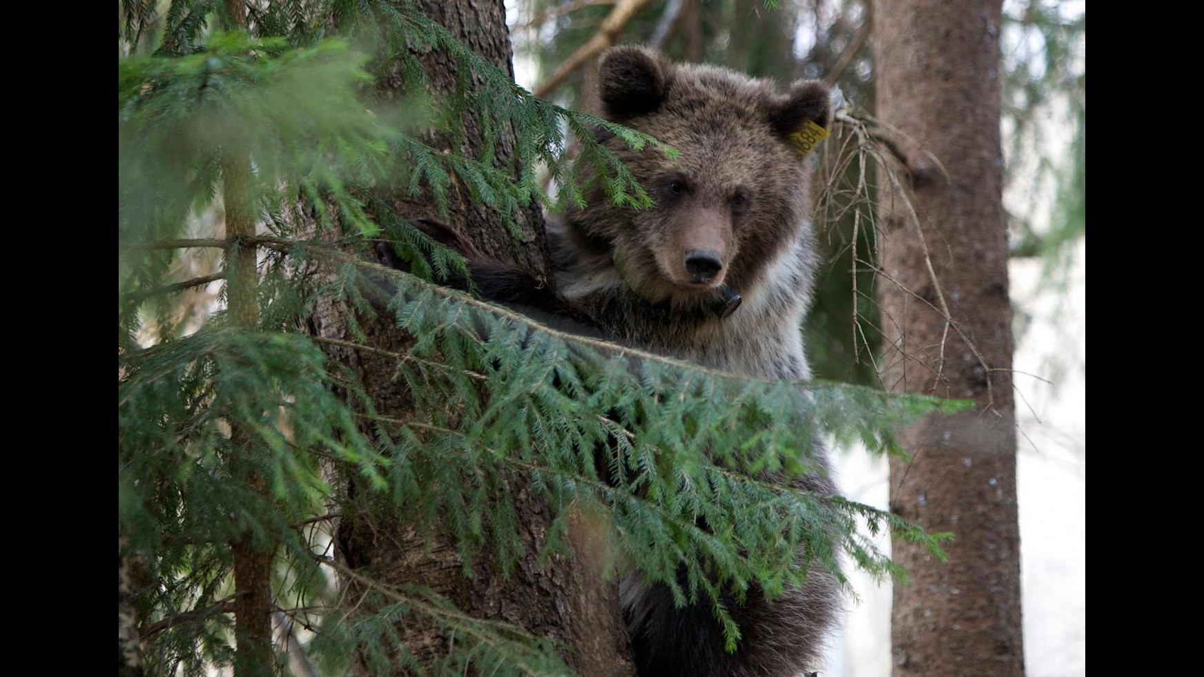 New Jersey, dopo un solo giorno di caccia già uccisi 55 orsi