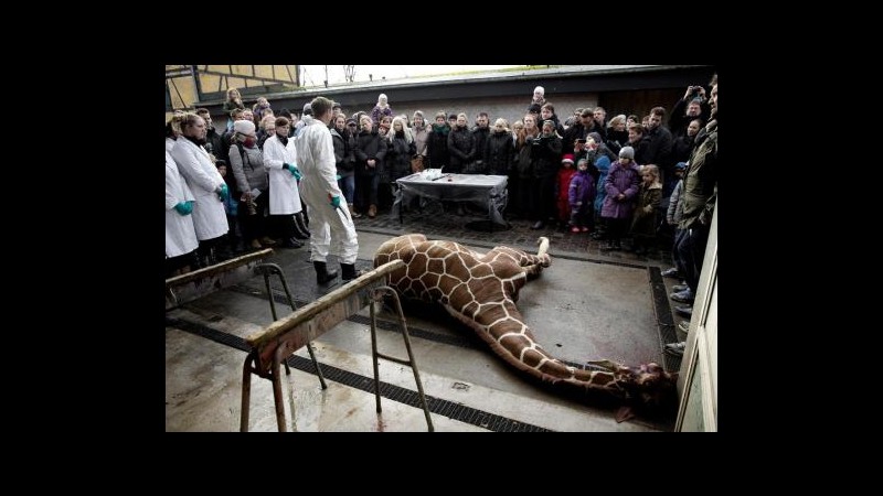 I suoi geni ‘già rappresentati’ da altri animali Giraffa uccisa allo zoo di Copenaghen
