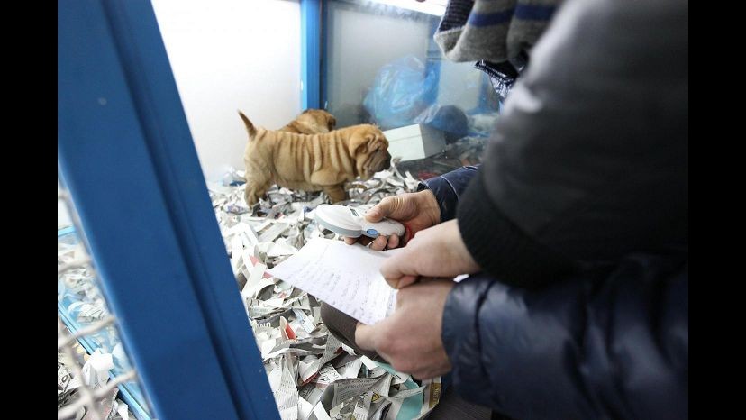 Trieste, scoperto traffico illegale cani di razza da Romania: morivano nel viaggio