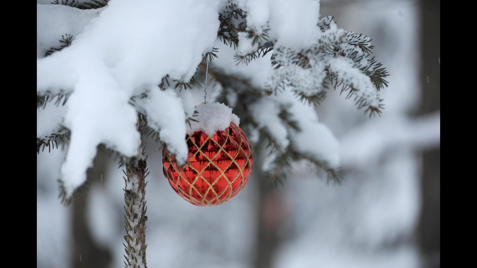 Natale, Codacons: Albero più caro (+4.7%), scende solo lo zampone