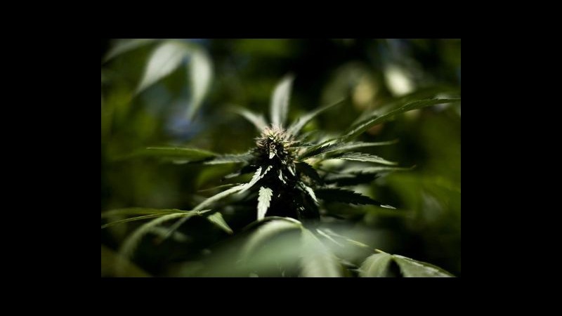 Sanità, svolta su uso terapeutico della cannabis: Cdm non impugna legge Abruzzo