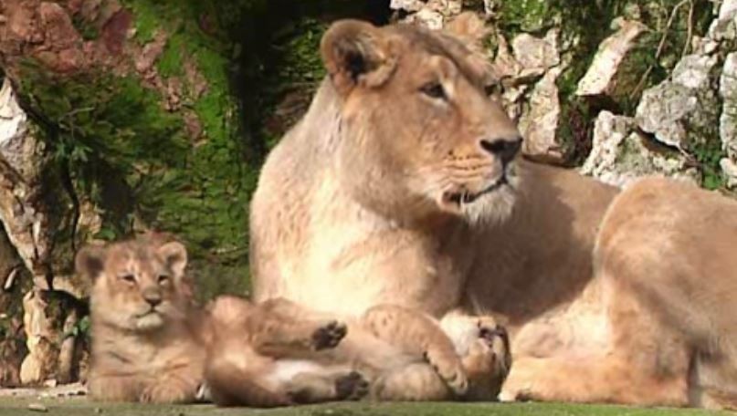 Tre cuccioli di una rara specie di leone nati in uno zoo francese