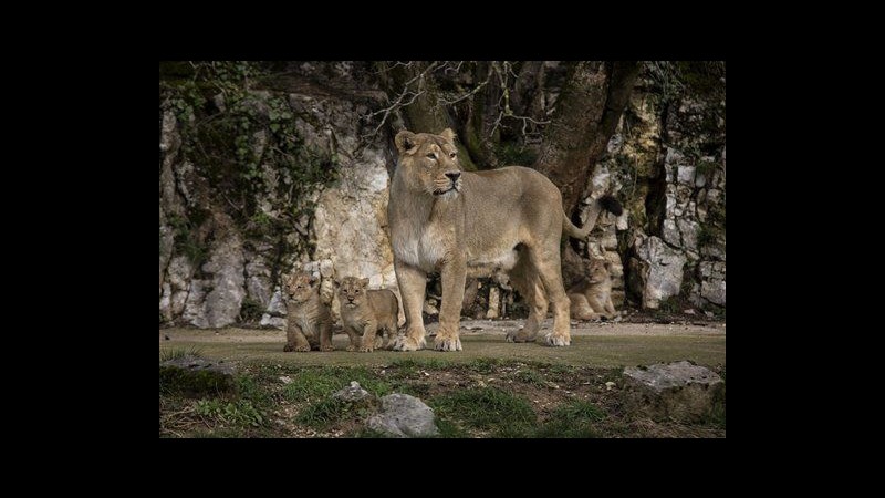 Francia, debutto per 3 rari cuccioli di leone asiatico in zoo Besançon