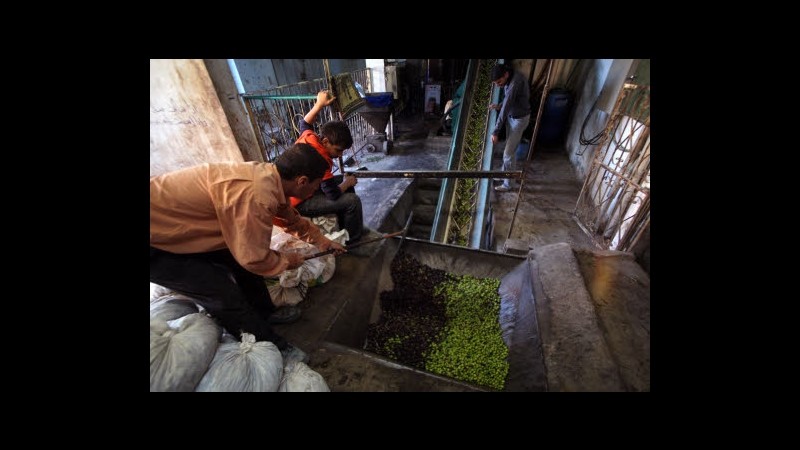 Grecia, il prezzo della crisi: a rischio la purezza dell’olio d’oliva