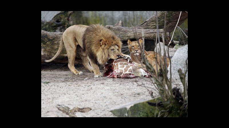 Zoo Copenhagen che uccise la giraffa Marius sopprime 4 leoni