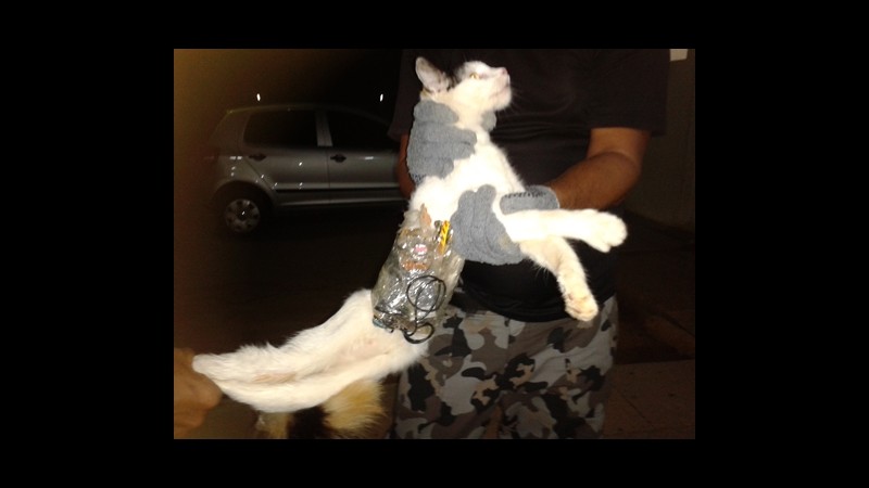 Brasile, usato per contrabbandare oggetti in carcere: salvato gatto
